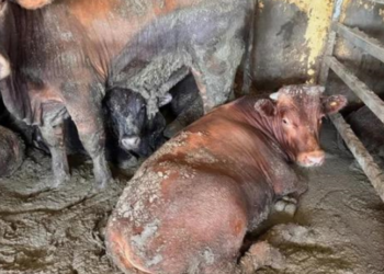 ONGS ENVIAM CARTA AO SENADO COBRANDO URGÊNCIA NA VOTAÇÃO PARA PROIBIR EXPORTAÇÃO DE ANIMAIS VIVOS