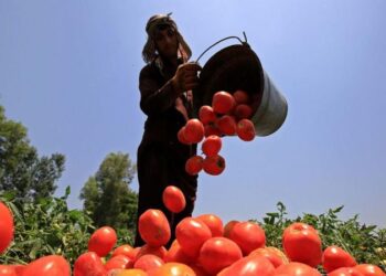 O impacto do El Niño na produção global de alimentos
