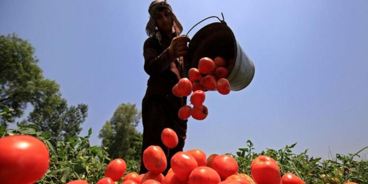 O impacto do El Niño na produção global de alimentos