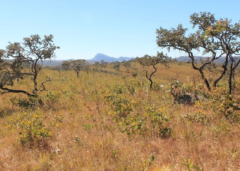 Menos chuva e mais calor! Estudo revela que bacias hidrográficas do Cerrado brasileiro estão secando rapidamente!