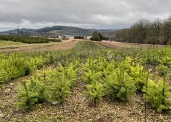 Como as árvores de Natal impactam o meio ambiente na França