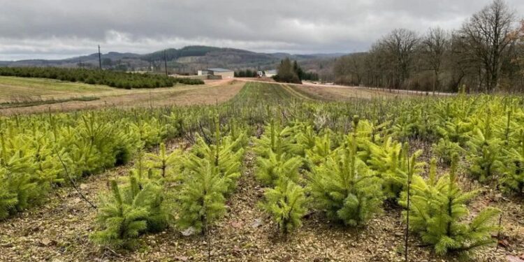 Como as árvores de Natal impactam o meio ambiente na França