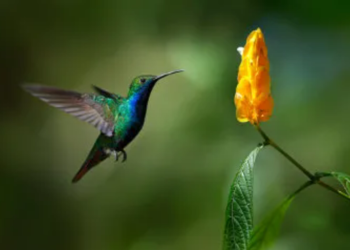 Como os programas de monitoramento de fauna e flora conservam a biodiversidade