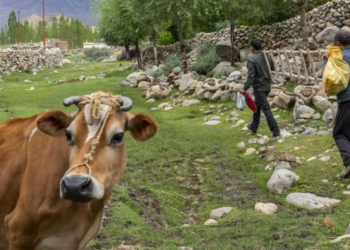 Mudança climática: quais alimentos produzem as maiores emissões de gases de efeito estufa