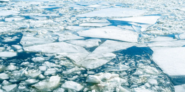 Descubra os 15 pontos mais críticos para a conservação da natureza em 2024