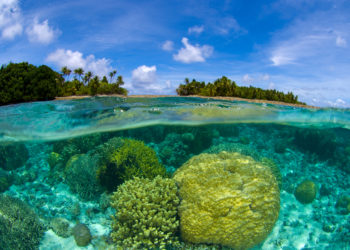 Créditos de Carbono Azul podem amenizar o aquecimento global