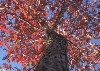 Outono começa na próxima quarta; saiba como serão os últimos dias de verão