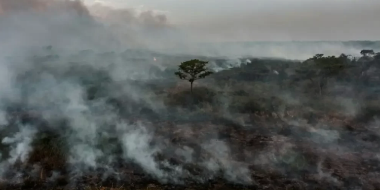 Apesar dos avanços no Brasil, desmatamento se mantém ‘obstinadamente’ alto no mundo
