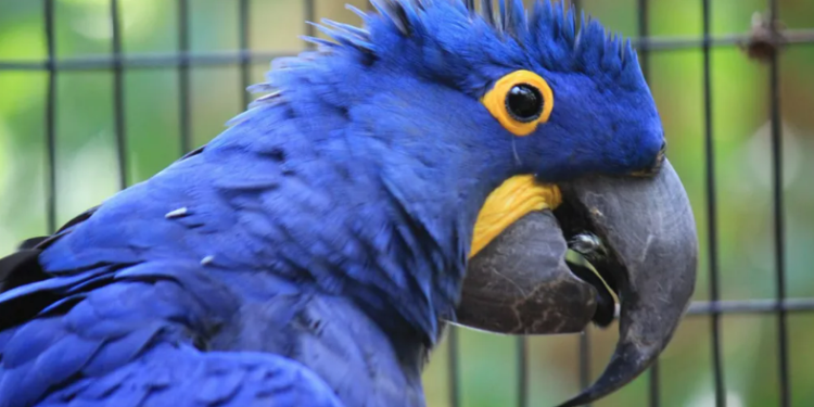 Tráfico de espécies animais causa impactos em todo o meio ambiente