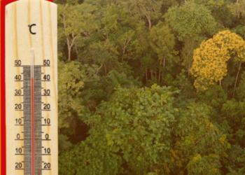 Aquecimento global traz risco de danos irreversíveis às árvores da Amazônia
