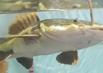 UFPA já descobriu 21 espécies no Xingu e tem um dos maiores bancos de dados sobre peixes da Amazônia