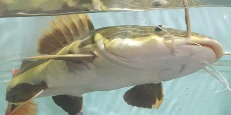 UFPA já descobriu 21 espécies no Xingu e tem um dos maiores bancos de dados sobre peixes da Amazônia