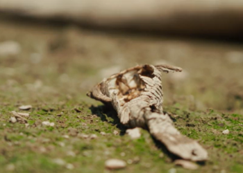 Seca histórica na Amazônia pode levar floresta a ponto de ‘não retorno’?