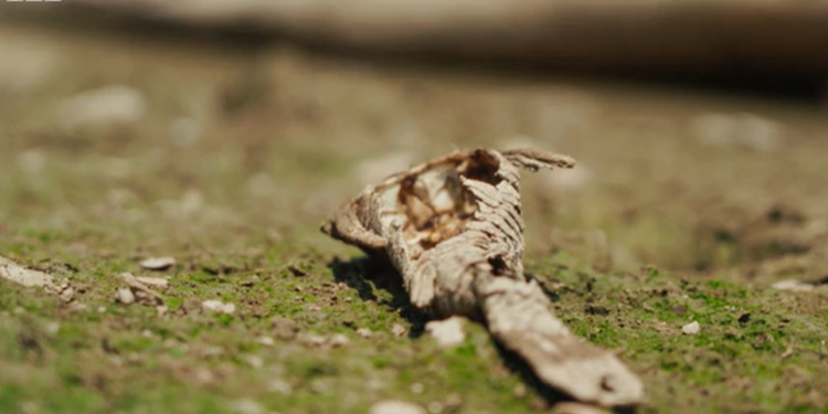 Seca histórica na Amazônia pode levar floresta a ponto de ‘não retorno’?