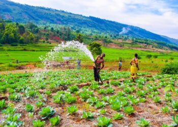 Guiados pela natureza: a transformação econômica que precisamos até 2030