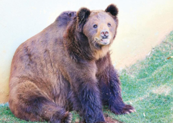 JUSTIÇA NEGA VIDA DIGNA PARA URSO ROBINHO E IMPEDE SUA TRANSFERÊNCIA PARA SANTUÁRIO