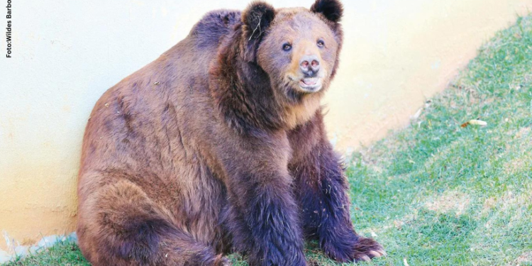 JUSTIÇA NEGA VIDA DIGNA PARA URSO ROBINHO E IMPEDE SUA TRANSFERÊNCIA PARA SANTUÁRIO