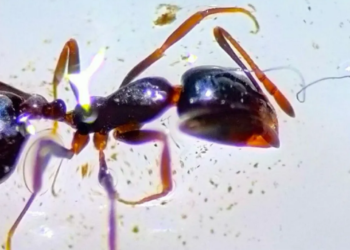 Poluição ambiental: Cientistas encontram formigas emaranhadas em plástico; veja fotos