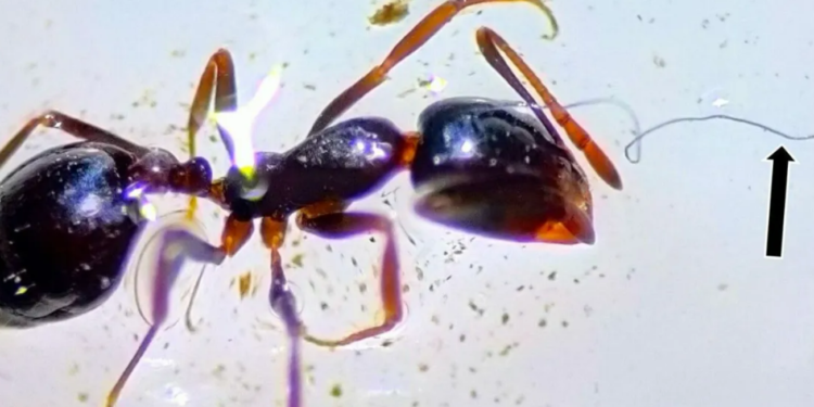 Poluição ambiental: Cientistas encontram formigas emaranhadas em plástico; veja fotos