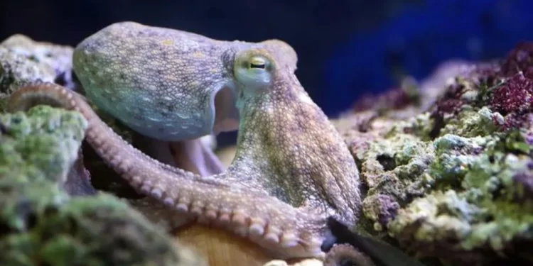 Animais são capazes de sonhar como seres humanos?