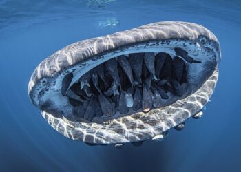 Minicurso: Conservação da Biodiversidade Marinha