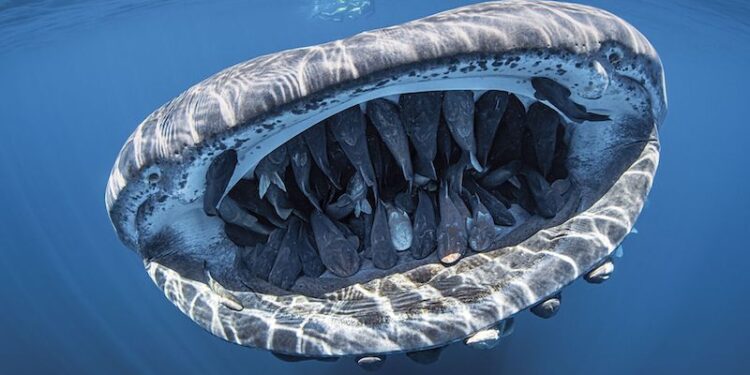 Minicurso: Conservação da Biodiversidade Marinha