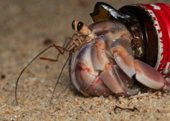 Os caranguejos que estão ‘vestindo’ nosso lixo plástico