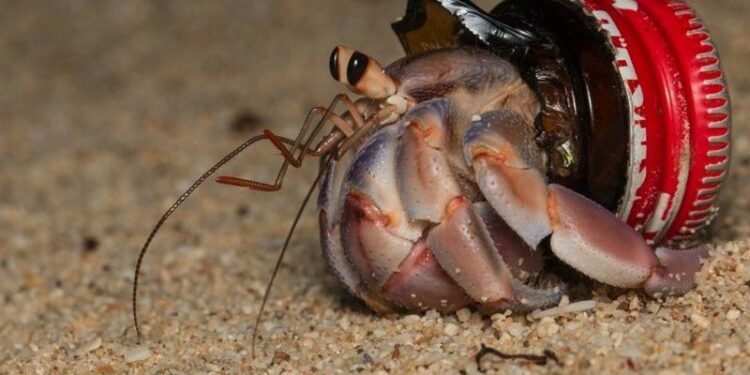 Os caranguejos que estão ‘vestindo’ nosso lixo plástico