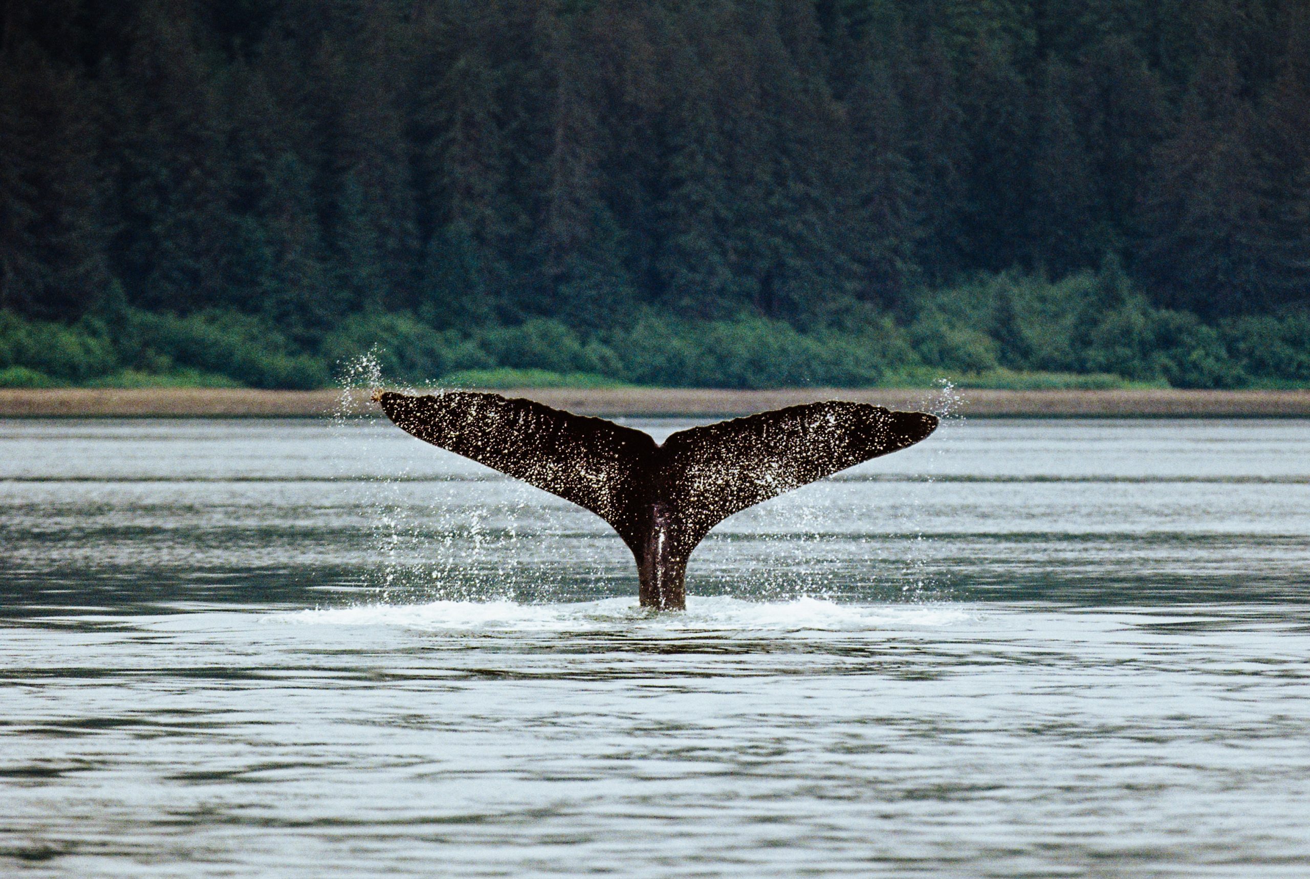 importância das baleias