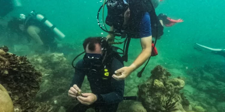 Temperaturas do oceano no sul da Flórida atingem níveis de banheira de hidromassagem