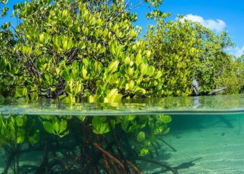 Em Moçambique, comunidades se beneficiam com recuperação de manguezais