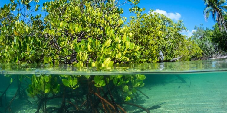 Em Moçambique, comunidades se beneficiam com recuperação de manguezais