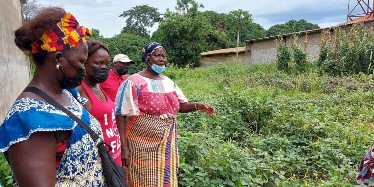 Apoio alimentar da ONU chegou a mais de 179 mil em julho na Guiné-Bissau