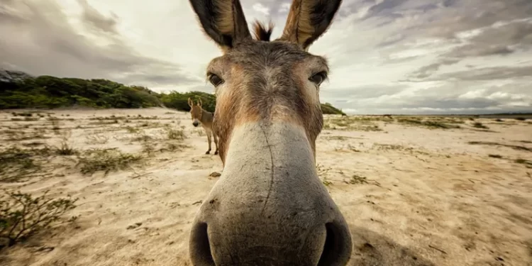 Alerta à sobrevivência dos Jumentos no Brasil