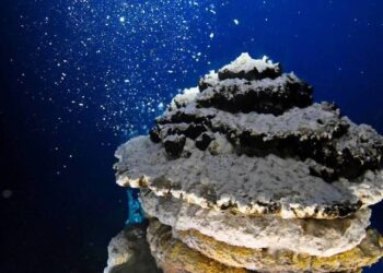 Oceanos absorvem mais carbono da atmosfera do que o previsto, aponta estudo