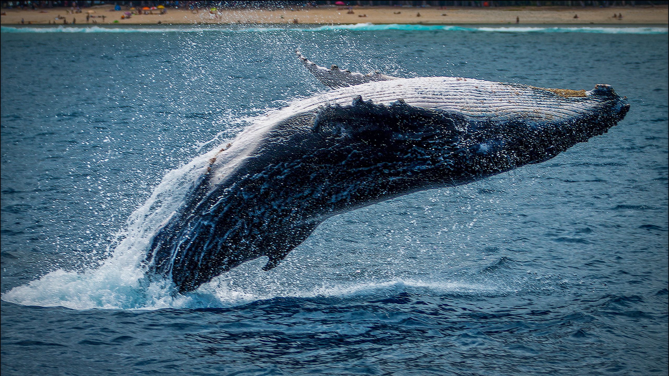 importância das baleias