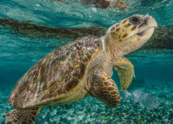 Conheça 4 dos animais mais lentos do mundo: tem até um tubarão na lista