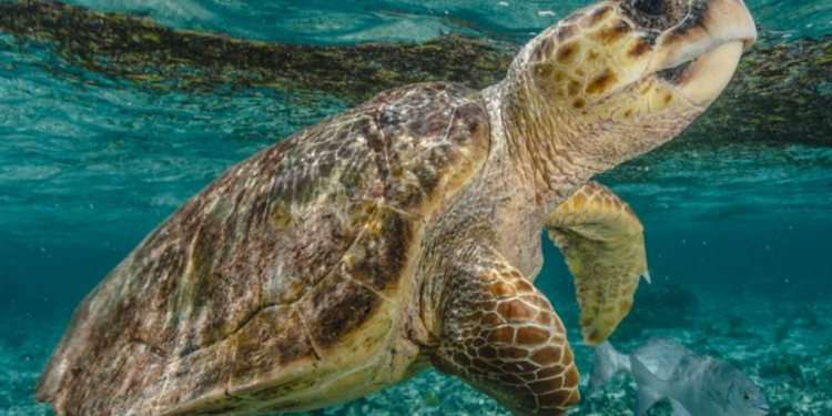 Conheça 4 dos animais mais lentos do mundo: tem até um tubarão na lista