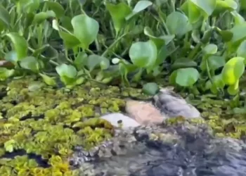 Dezenas de peixes aparecem mortos na Barragem do Prata e especialistas investigam desastre ambiental