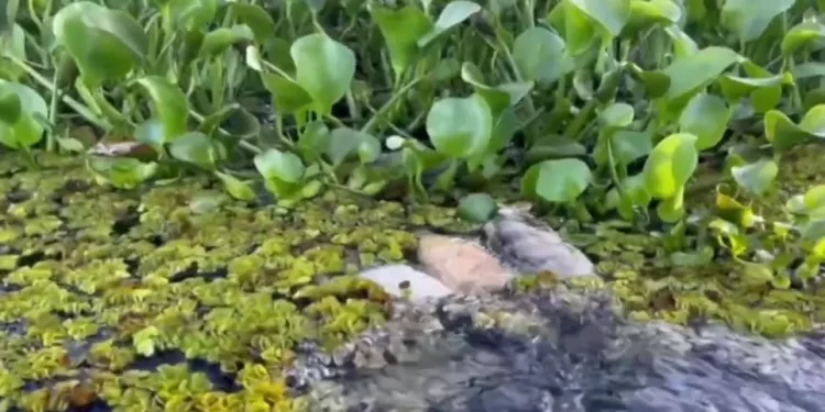 Dezenas de peixes aparecem mortos na Barragem do Prata e especialistas investigam desastre ambiental