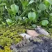 Dezenas de peixes aparecem mortos na Barragem do Prata e especialistas investigam desastre ambiental
