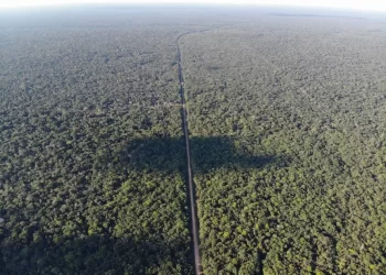 BR-319: Transparência Internacional Brasil aponta riscos socioambientais na pavimentação de rodovia no coração da Amazônia