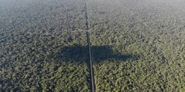 BR-319: Transparência Internacional Brasil aponta riscos socioambientais na pavimentação de rodovia no coração da Amazônia