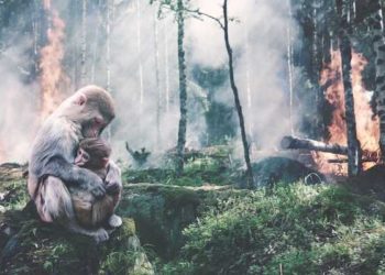 impacto da ação humana