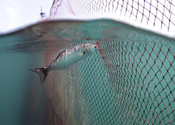 indústria pesqueira